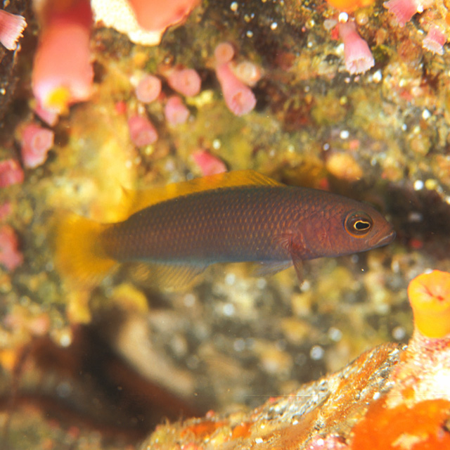 Pseudochromis marshallensis